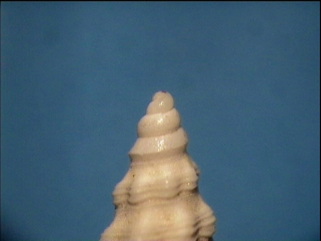 Comarmondia stria